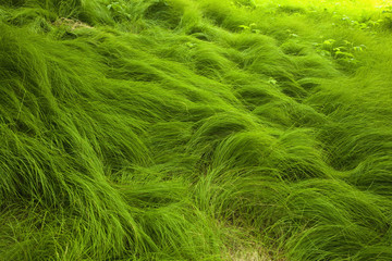 Flowing Grass, Appalachian Trail near Carver's Gap, TN-NC