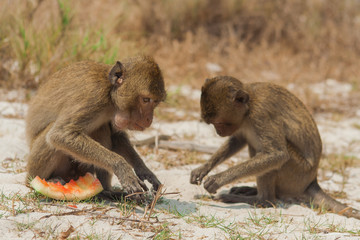Small monkey watermelon