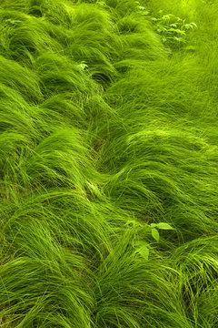 Flowing Grass, Appalachian Trail near Carver's Gap, TN-NC