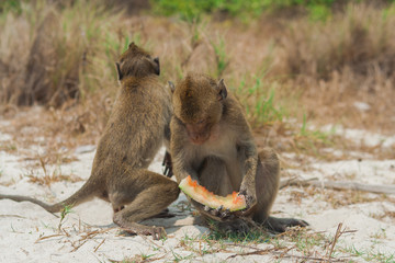 Small monkey watermelon