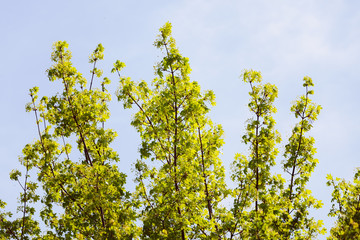 Obraz premium treetop with the sky in the background