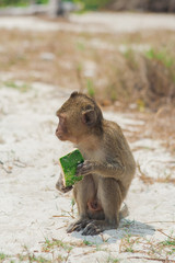 Small monkey watermelon