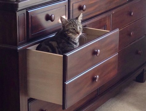 Junge getigerte Hauskatze sitzt in einer Schublade