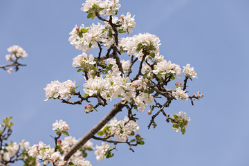 apple flower on the branches