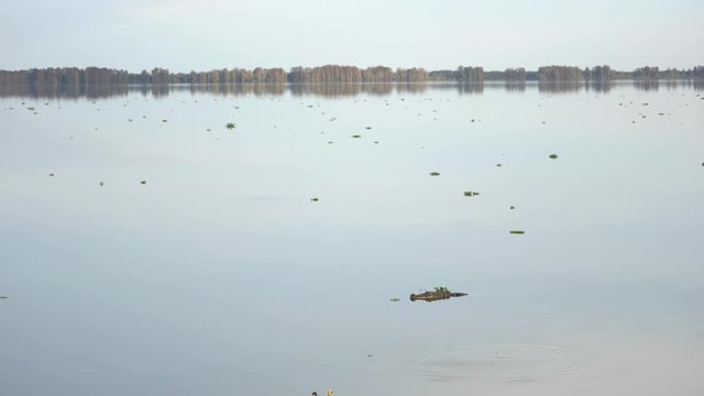 Alligator Swims Across Glass Lake, 4K
