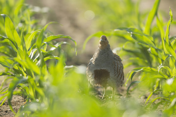 bird
