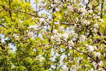 apple flower on the branches