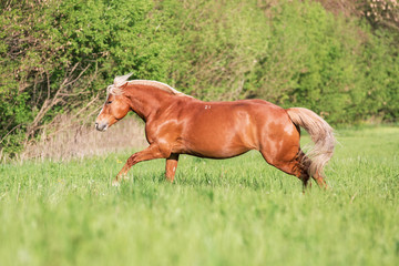 Fototapeta na wymiar Red horse running gallop on a summer meadow.
