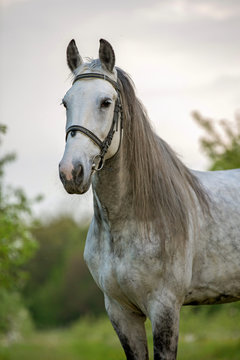 Portrait if a grey stallion.