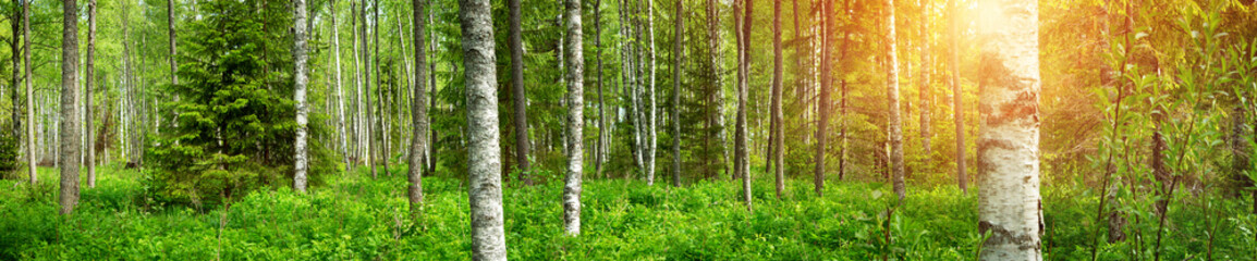 Fototapety  panorama lasu brzozowego w lecie. Słońce w parku