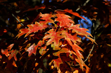 Oak autumn leaves