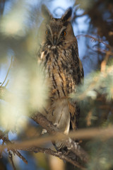 owl in the wild