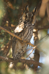 owl in the wild