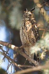 owl in the wild