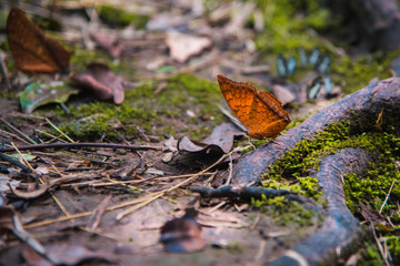 Macro Butterfly