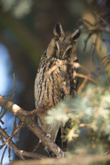 owl in the wild