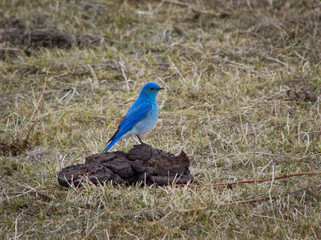 Some times you step in it