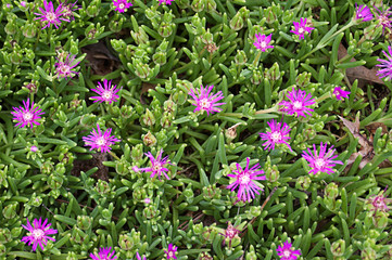 Fototapeta premium Sedum Plant with Bright Purple Flowers
