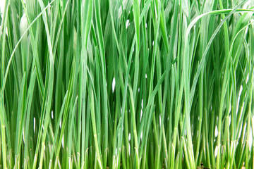 Fototapeta na wymiar fresh green grass on white background