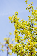 treetop with the sky in the background