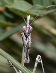 large female of the mantis