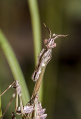 large female of the mantis