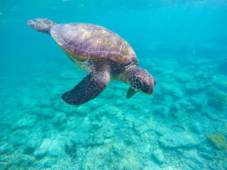 Snorkeling with green turtle in blue sea