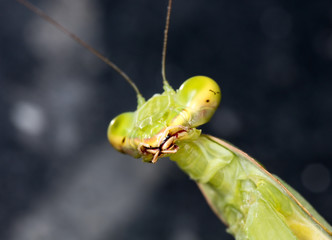 portrait of the mantis
