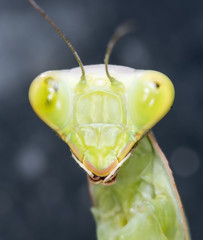 portrait of the mantis
