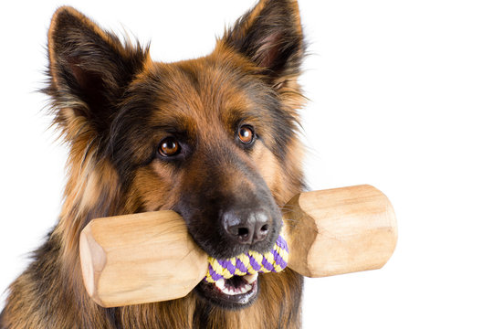 Shepherd dog with wood dumbbell shape apporte training object isolated - Powered by Adobe