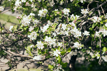 Fototapeta premium branches with pear blossoms