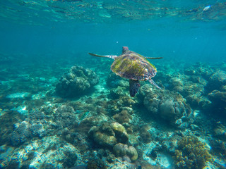 Fototapeta na wymiar Undersea image of sea turtle in coral reef for banner template
