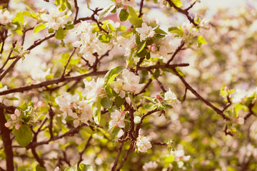 branches with pear blossoms