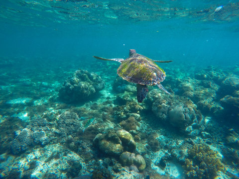 Undersea image of sea turtle in coral reef for banner template