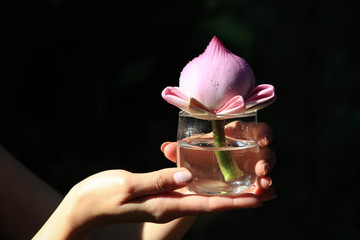 Pink lotus in clear jar to worship buddha or some god in asia culture