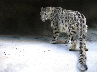 Fotobehang Snow leopard © skostin1951