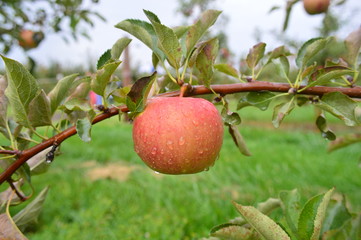 Early Fuji Apple