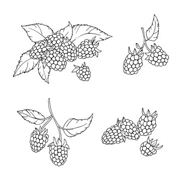 vector contour illustration of berries leaves and flowers raspberry 