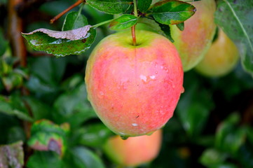 Golden Pink Apple