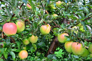 Golden delicious apples
