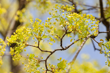 treetop with the sky in the background