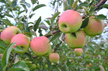 Jonathan Apples