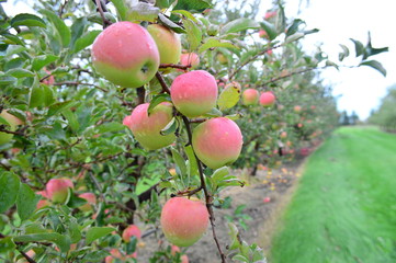 Ida Red Apples