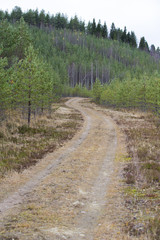 Fototapeta na wymiar Forest and the path. Autumnal forest in Finland and a narrow road going through the woods. Peaceful.