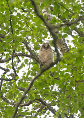  long-eared owl (Asio otus, previously Strix otus)