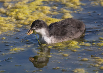 Fulica atra, Eurasian coot,