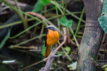 Cossyphe à calotte blanche