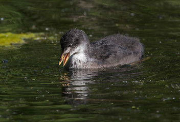 Eurasian coot (Fulica atra)