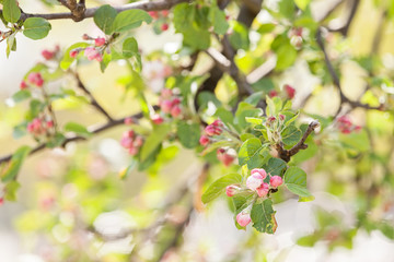 apple flower on the branches
