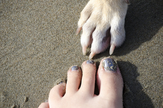 Forever friends with my dog on the beach, footprint